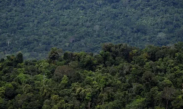 Amazon-Forest