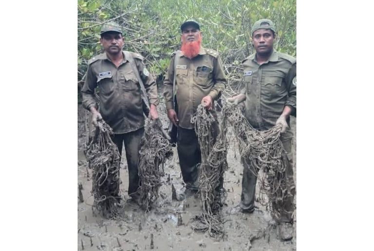সুন্দরবন থেকে হরিণ শিকারের ৬০০টি ফাঁদ জব্দ