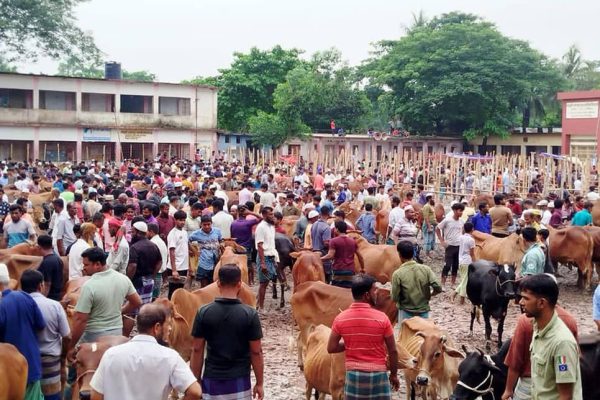 কুমিল্লায় বিভিন্ন শিক্ষাপ্রতিষ্ঠানে পশুর হাট, স্কুল বন্ধ রাখার অভিযোগ
