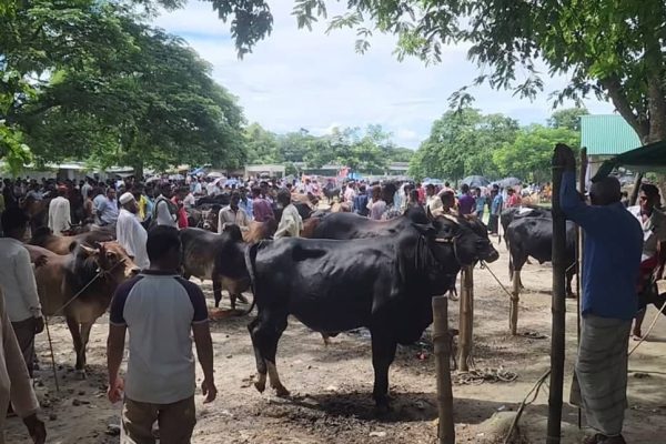 নেত্রকোনায় ২০০ ছাড়িয়েছে কোরবানির পশুর হাট