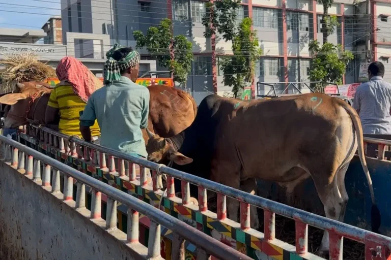 বোয়ালমারীতে গরুবোঝাই পিকআপ উল্টে ব্যবসায়ী নিহত