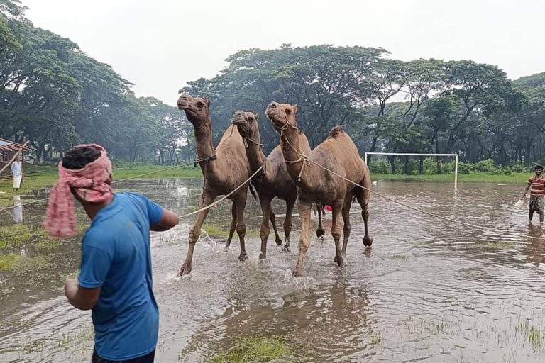 মরুর ‘জাহাজ’ এখন চট্টগ্রামে, উট দেখতে হাটে উপচে পড়া ভিড়!