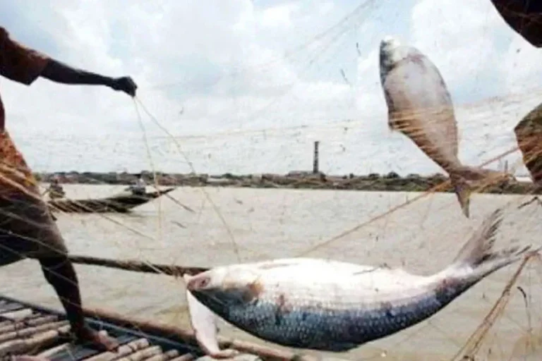 জাটকা শিকারে নিষেধাজ্ঞা আজ থেকে শুরু
