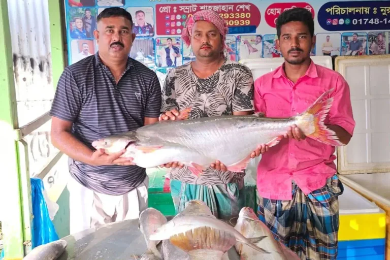 পদ্মার এক পাঙাশ বিক্রি হলো ৬৭ হাজার টাকায়