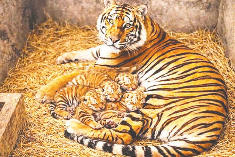 জাতীয় চিড়িয়াখানায় বাঘ দম্পতির ঘরে জন্ম নিল চার শাবক