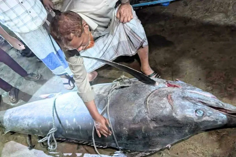 টেকনাফে ধরা পড়ল ২০০ কেজির ‘পাখি মাছ’